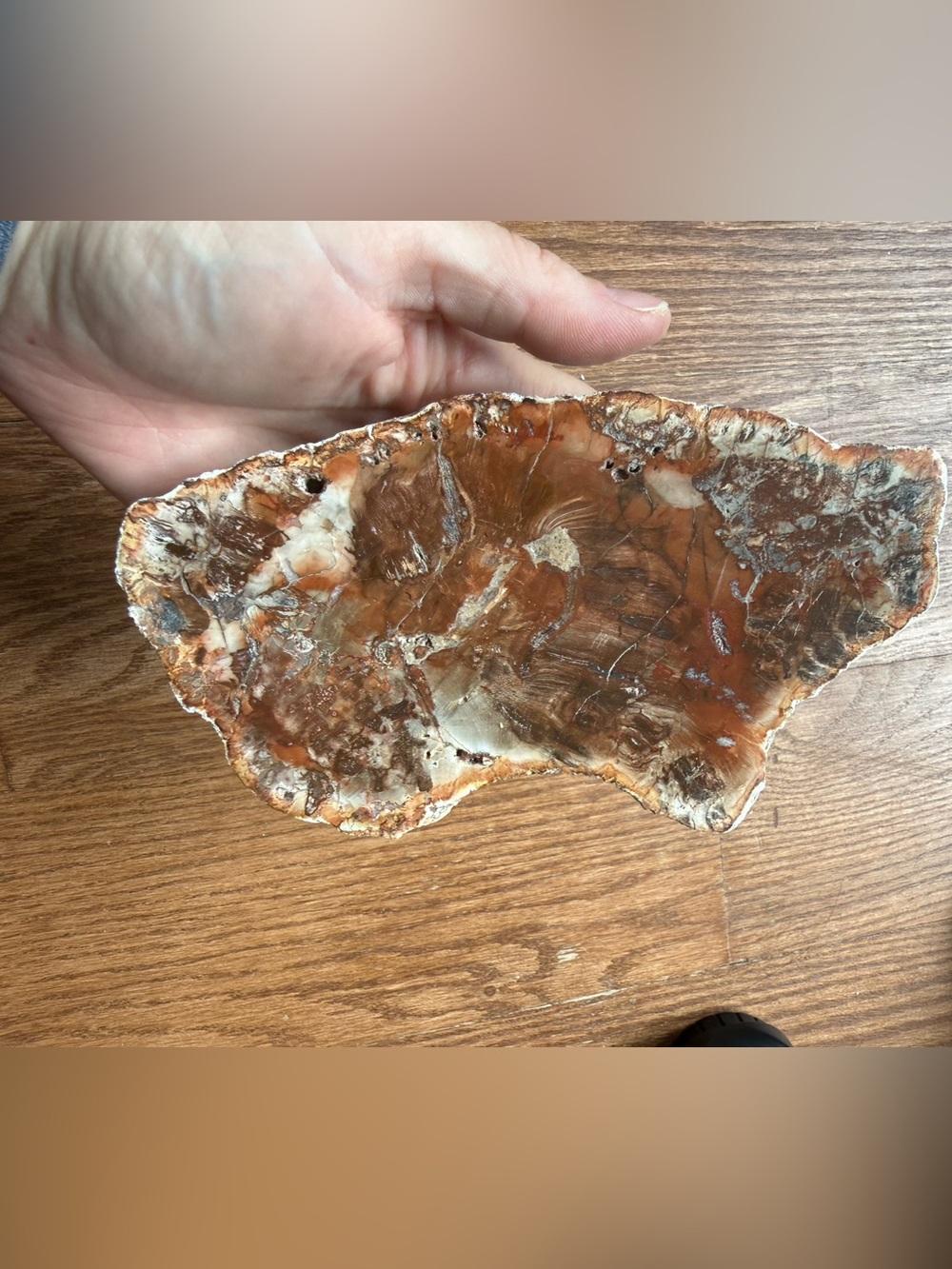 Gorgeous HUGE slab of petrified wood - crystal and mineral specimen